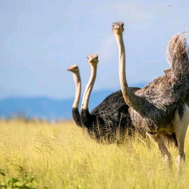 唐河县泽乐养殖家庭农场（个人独资）