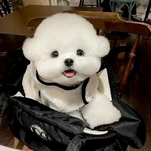 大凯家的韩系比熊29号