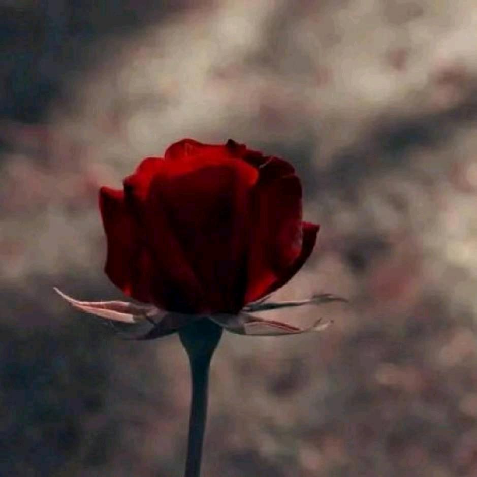 折一束花