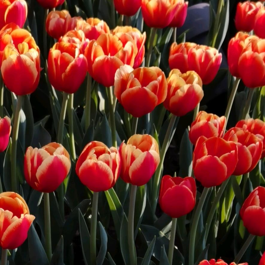 谢老板工厂（玲玲）