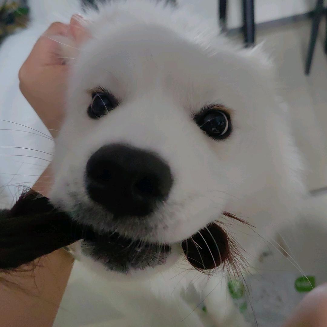 一只会飞的小狗