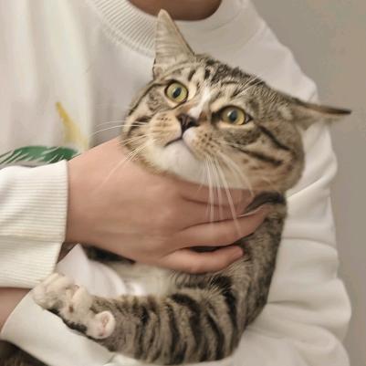 风衣