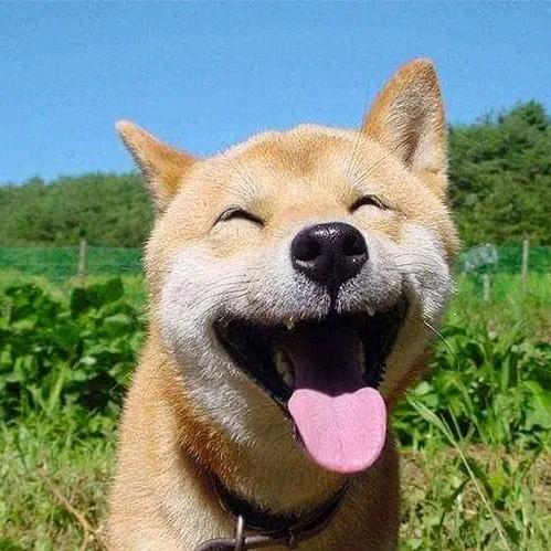 逗游酱