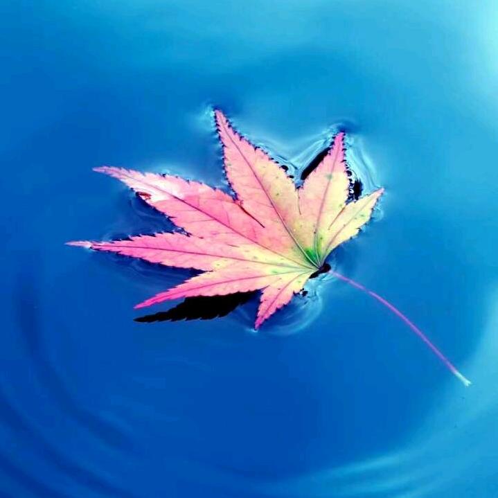 独自倚花红🌹🌹