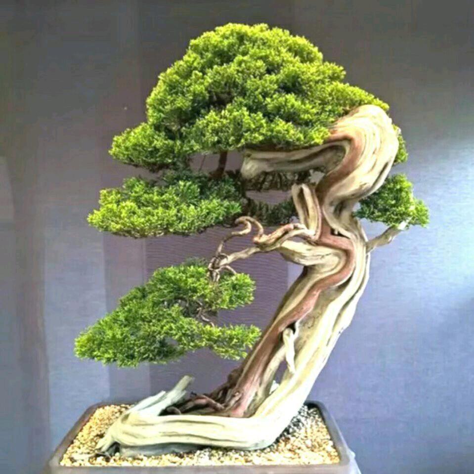 老趙盆景