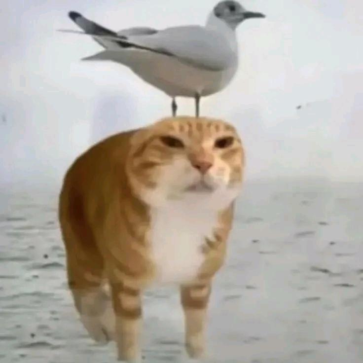 少帅