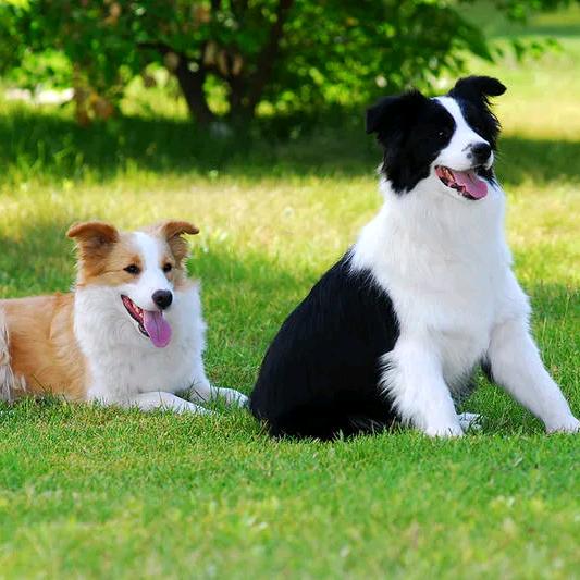 青岛大江边牧犬舍（CKU:喜乐滋）