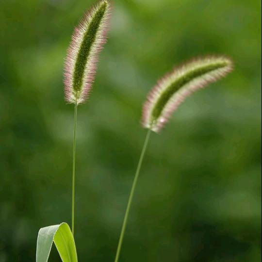 心轻草亦香