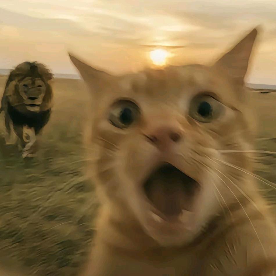 今夜我不关心人类🌼