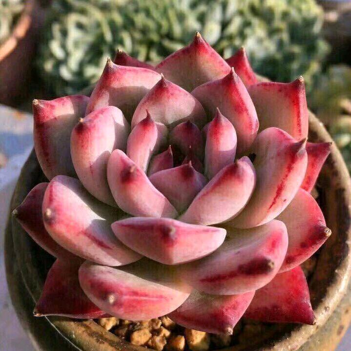 兜兜妈（🦆🍐保洁）