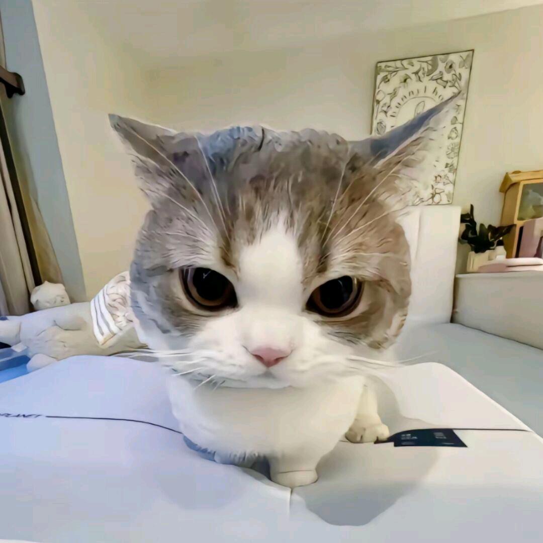 ʕ´•ᴥ•`ʔ