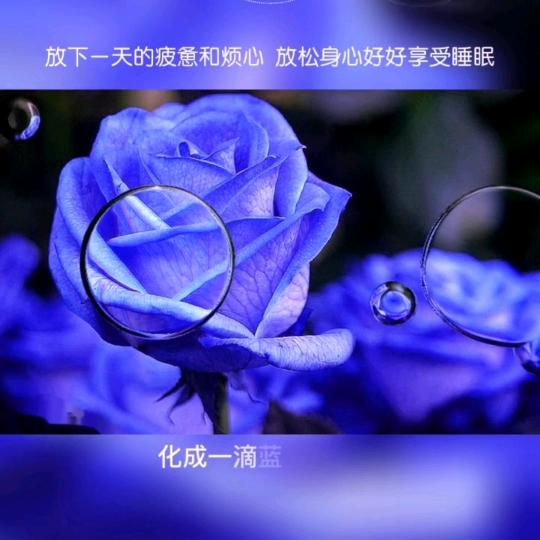 💰洋葱💰