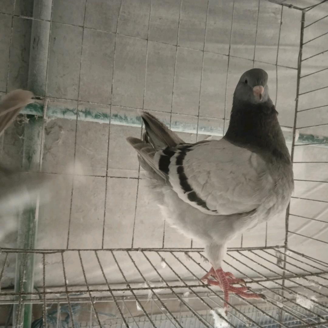 白哥爱鸽子