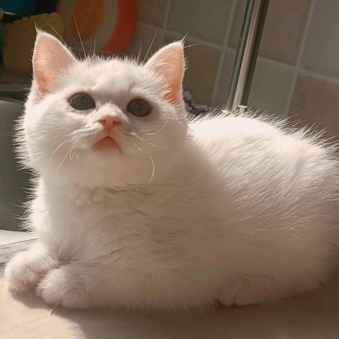 豆包是只猫