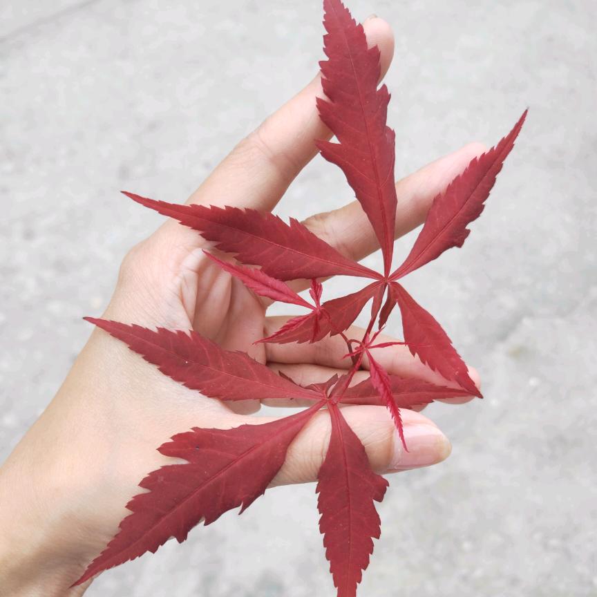 🍒᭄敏儿好学💞࿐