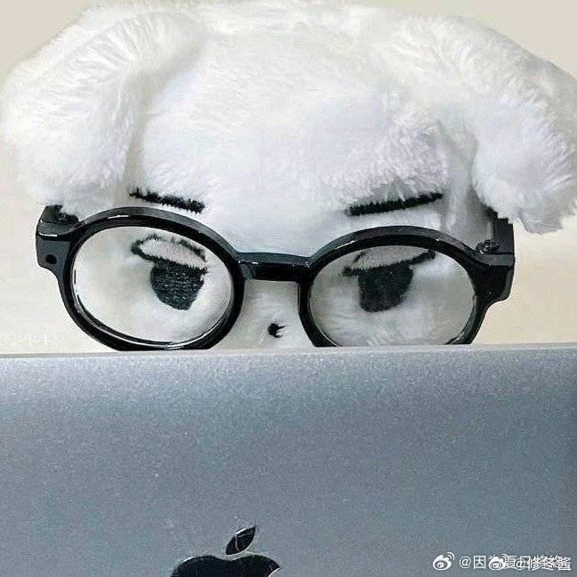 皱眉小狗