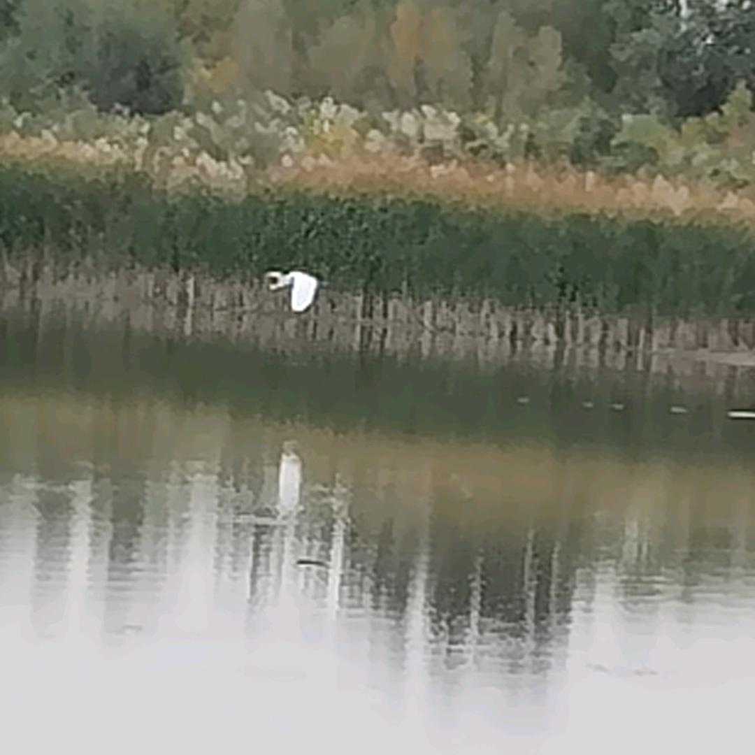 万事只求半称心