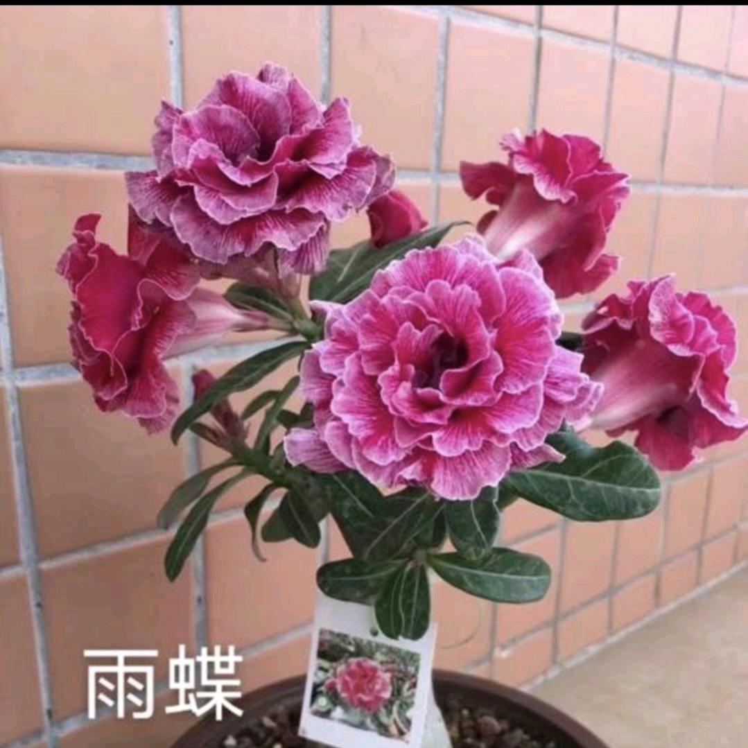 潢川县花卉