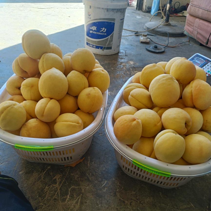向廷华