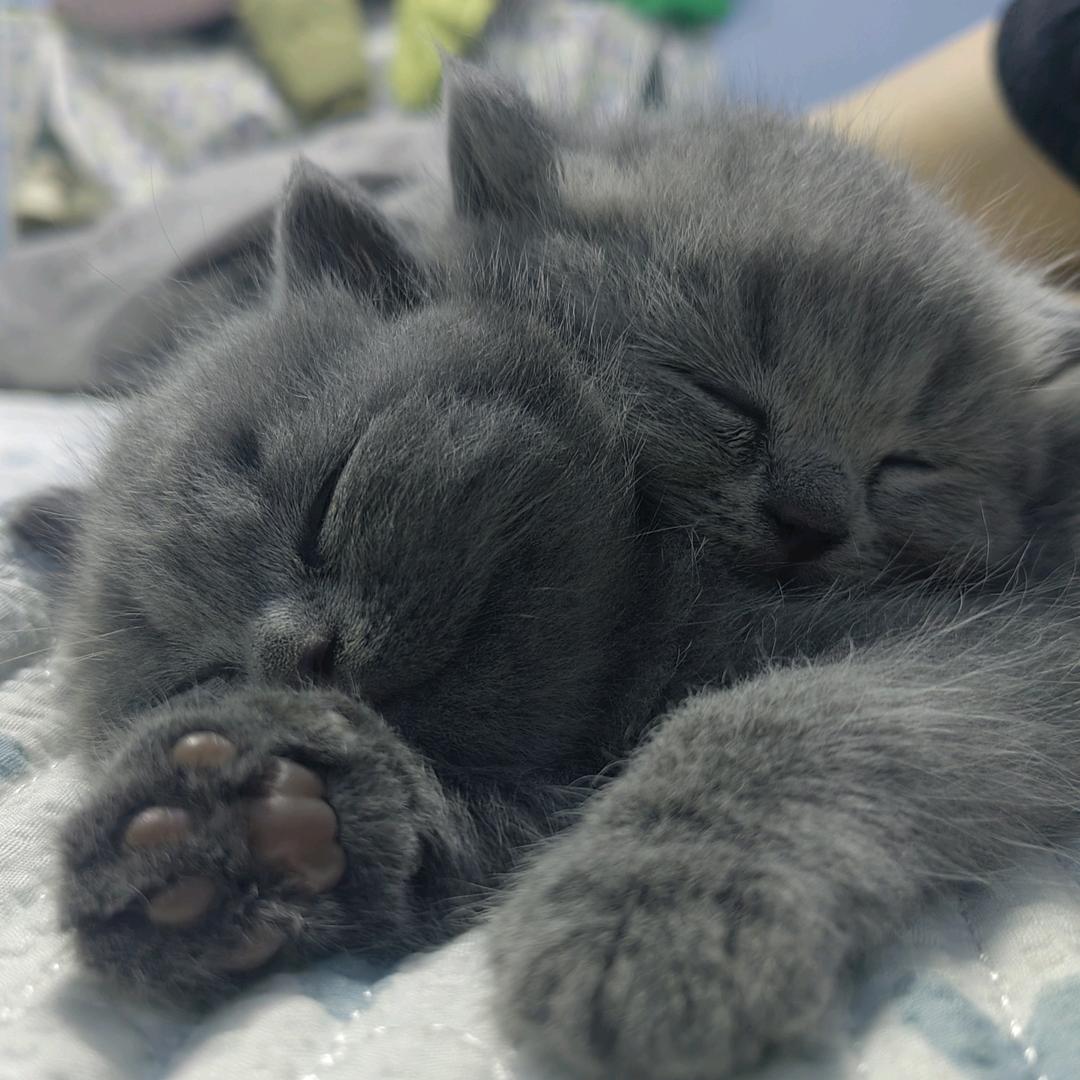 拉拉拉