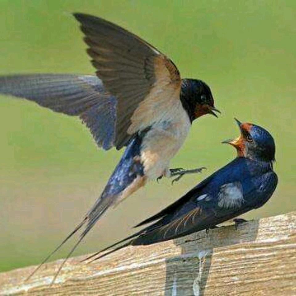 生活所迫闯天下