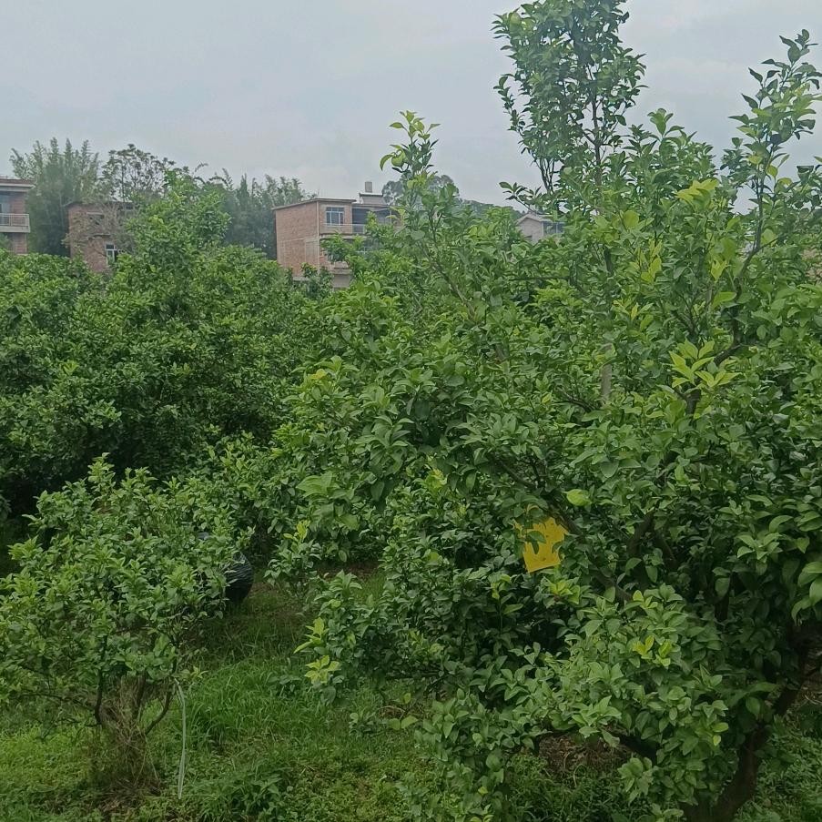 广西荔浦阿恒苗木免疫剂两年数据