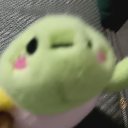 一只乌龟