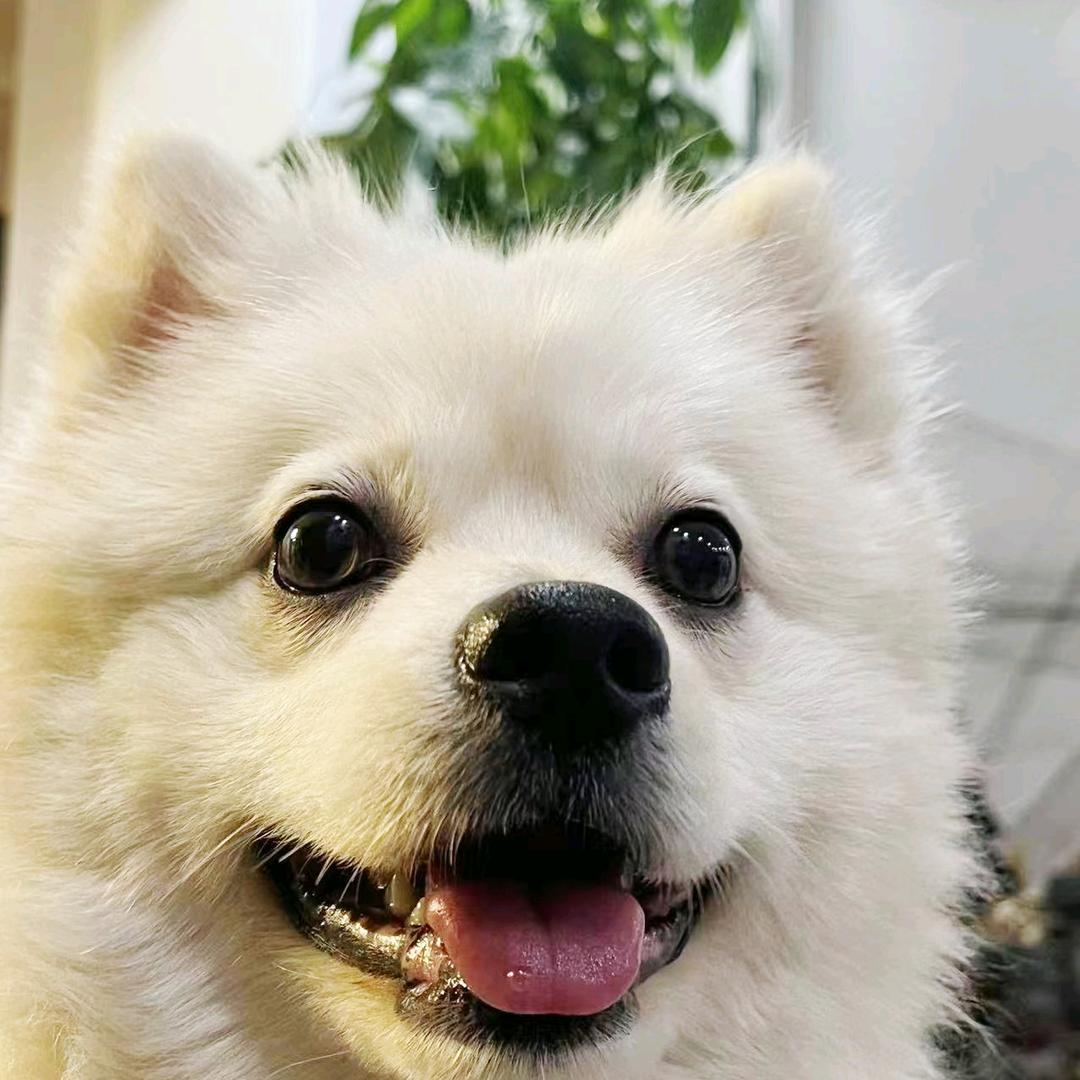 ZY