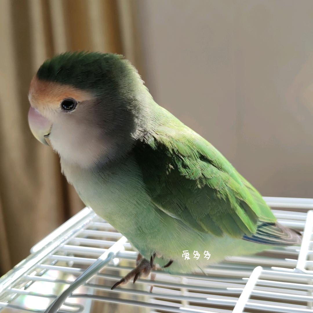 景泰mm丨义乌牡丹繁育人