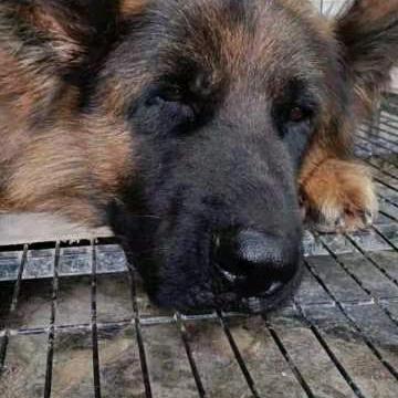 三拳绝对打服梦醒不复