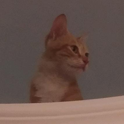 飞鸟与鱼