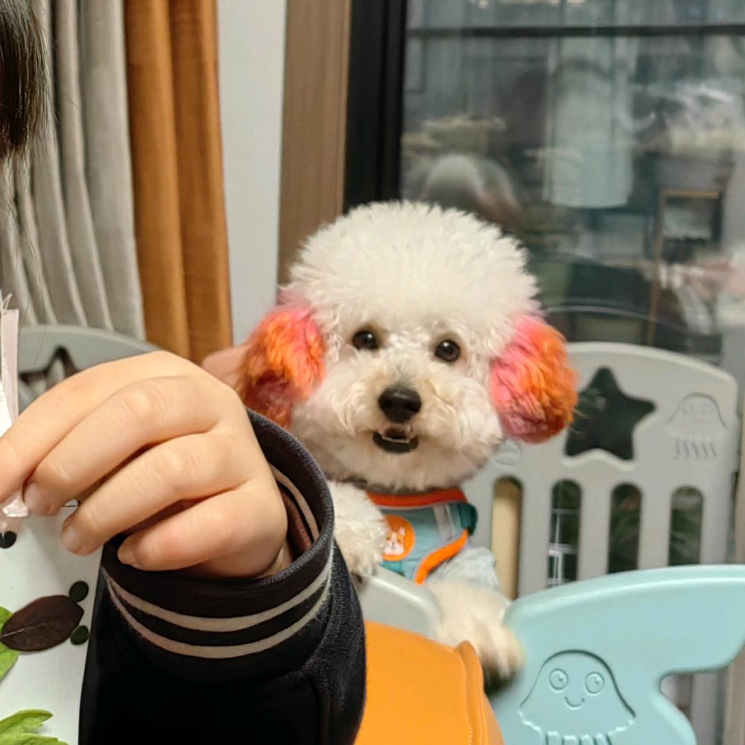 土豆是个小泰迪