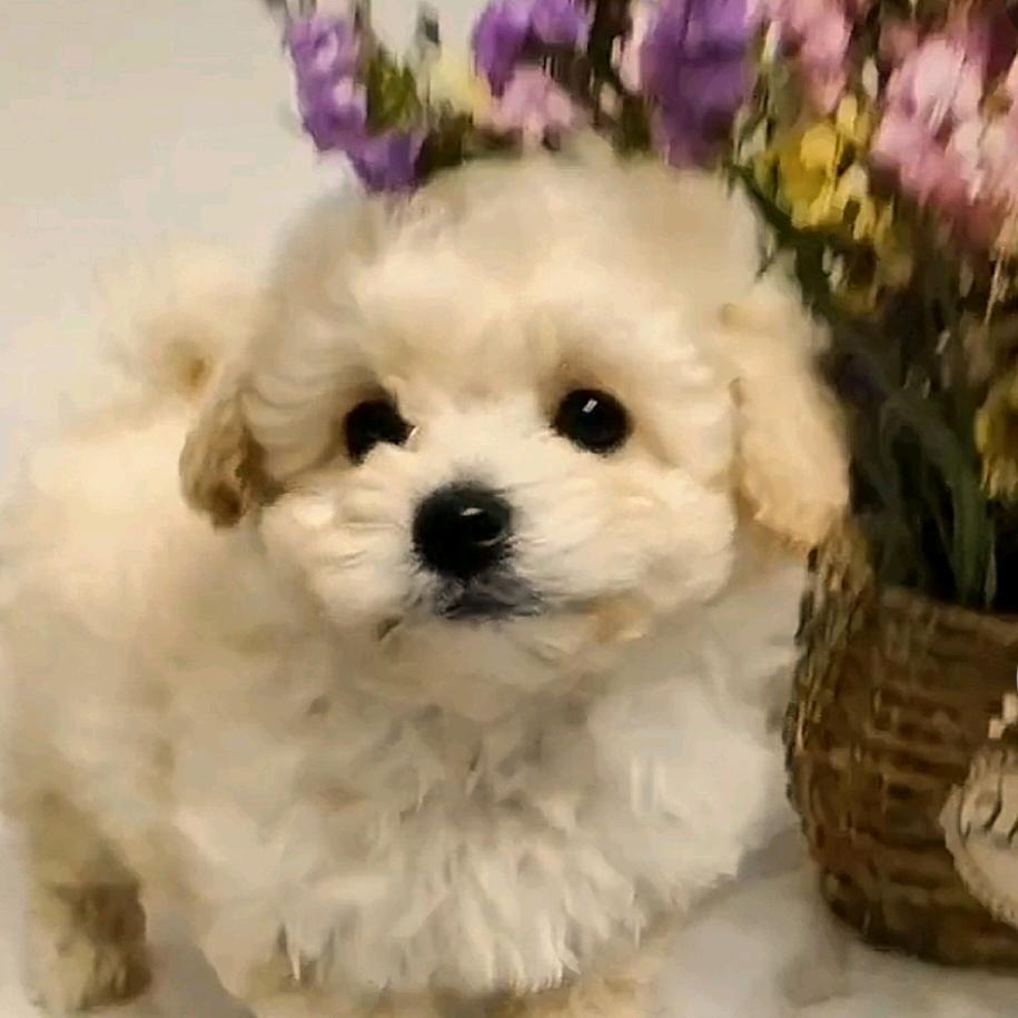 丫球