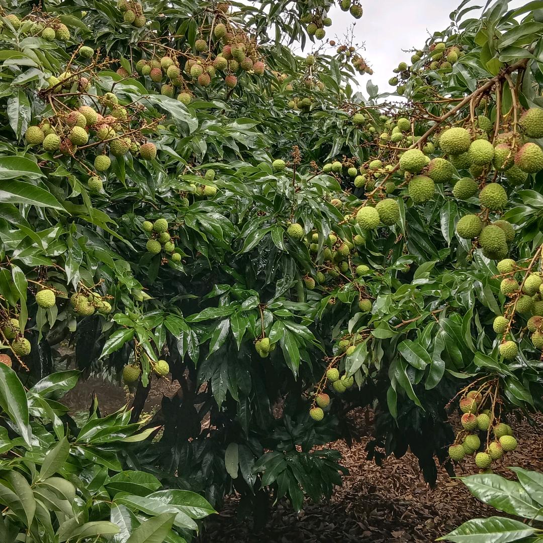 做个发财猪梦％