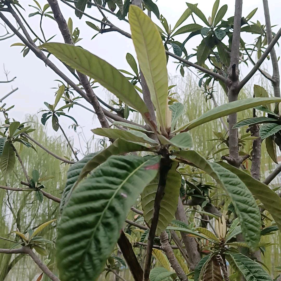 桃子爱分享