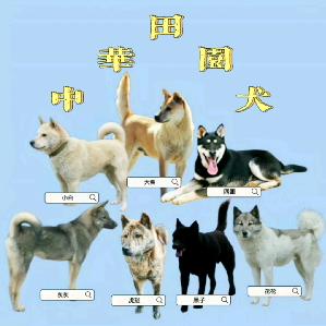 保种中华田园犬