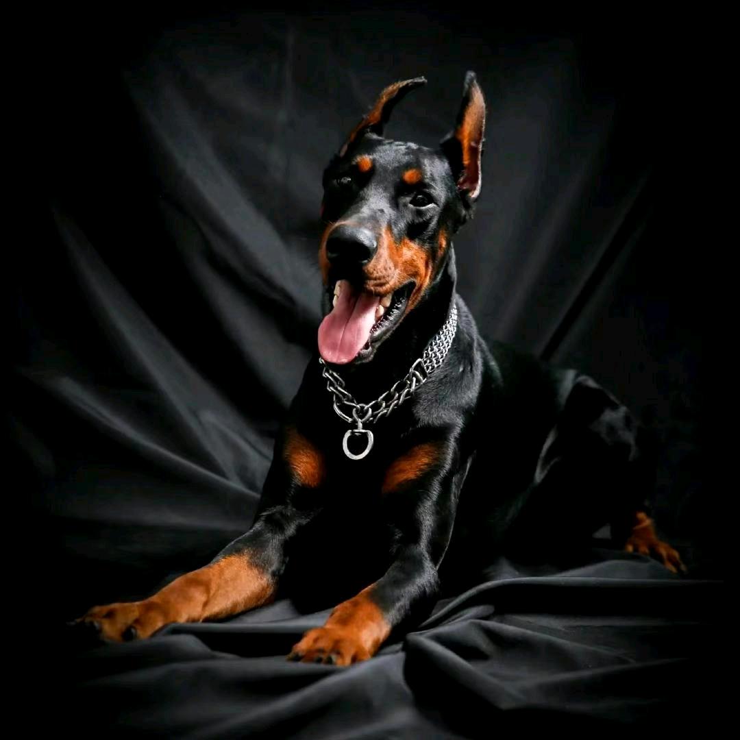 田园杜宾犬舍
