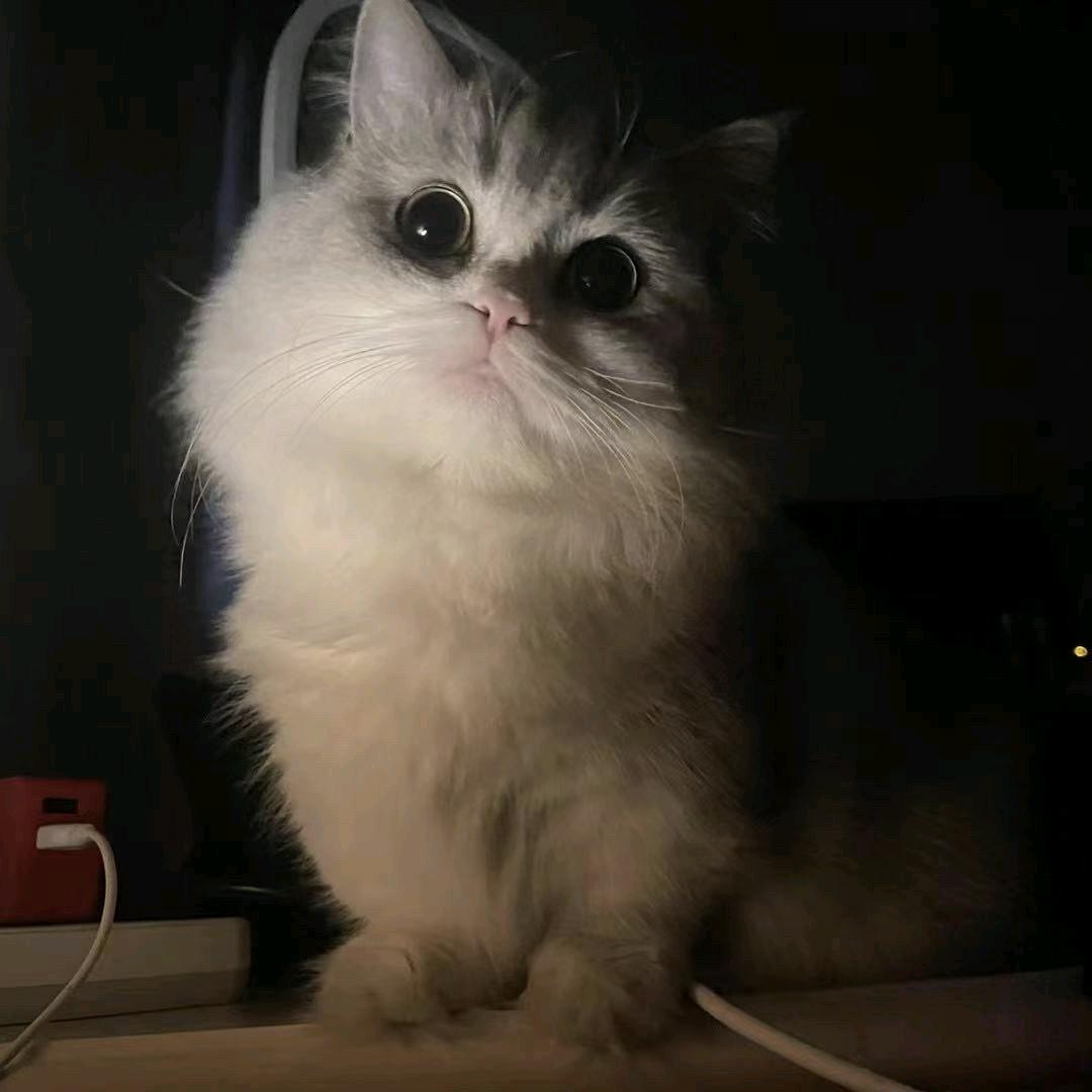 一只猫