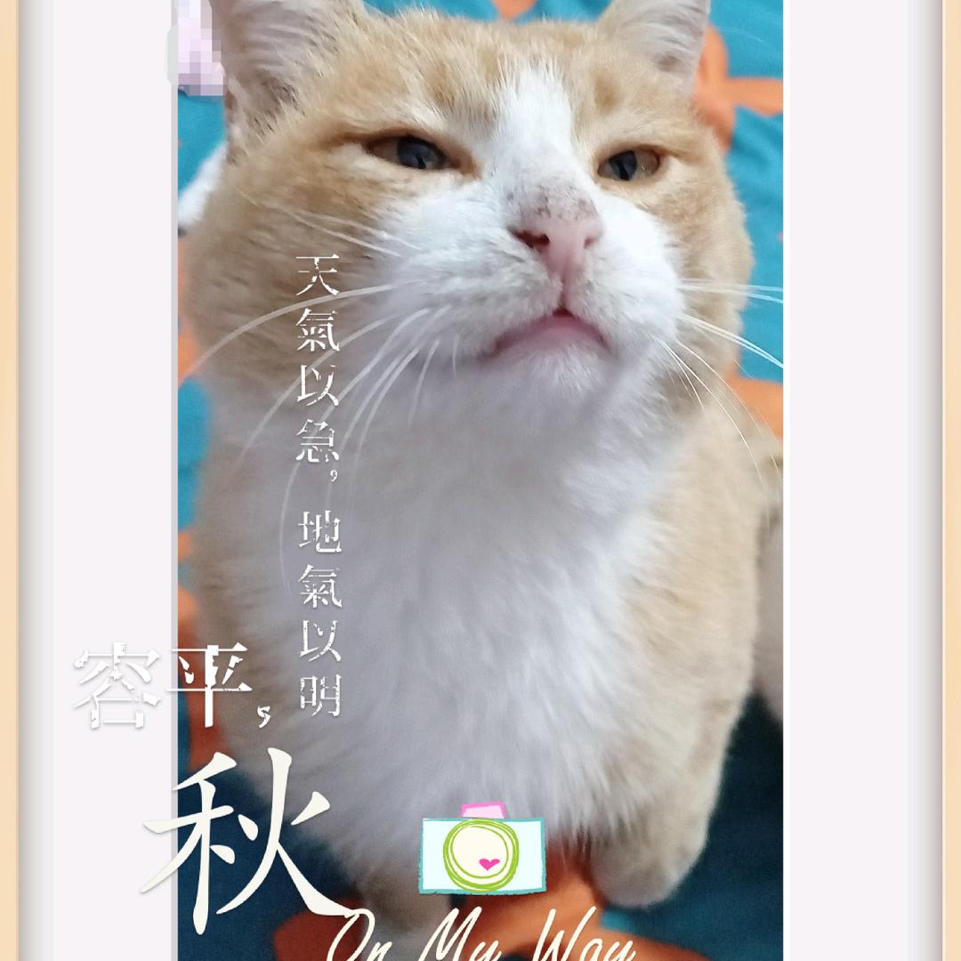 四猫家族。