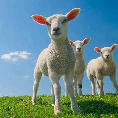 山东牛羊好饲料