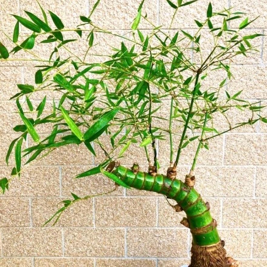 忘忧簕竹盆景花卉