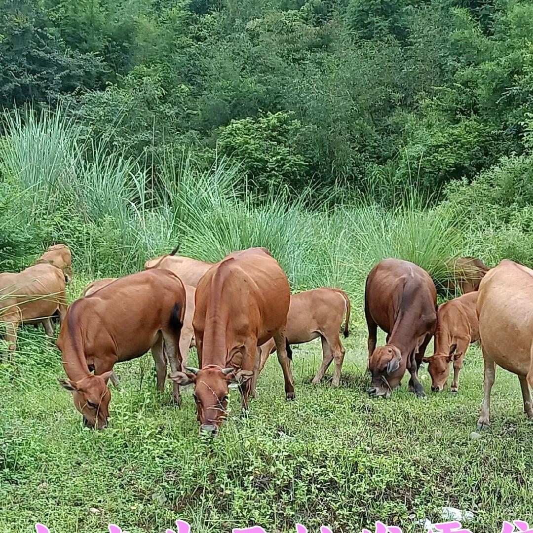 广西幽幽鲜牛品