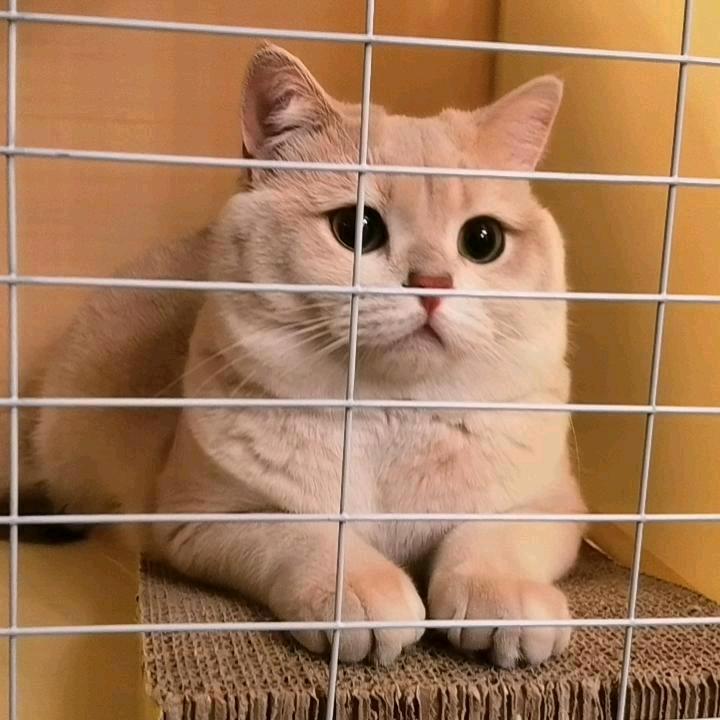 👑心不由己👑