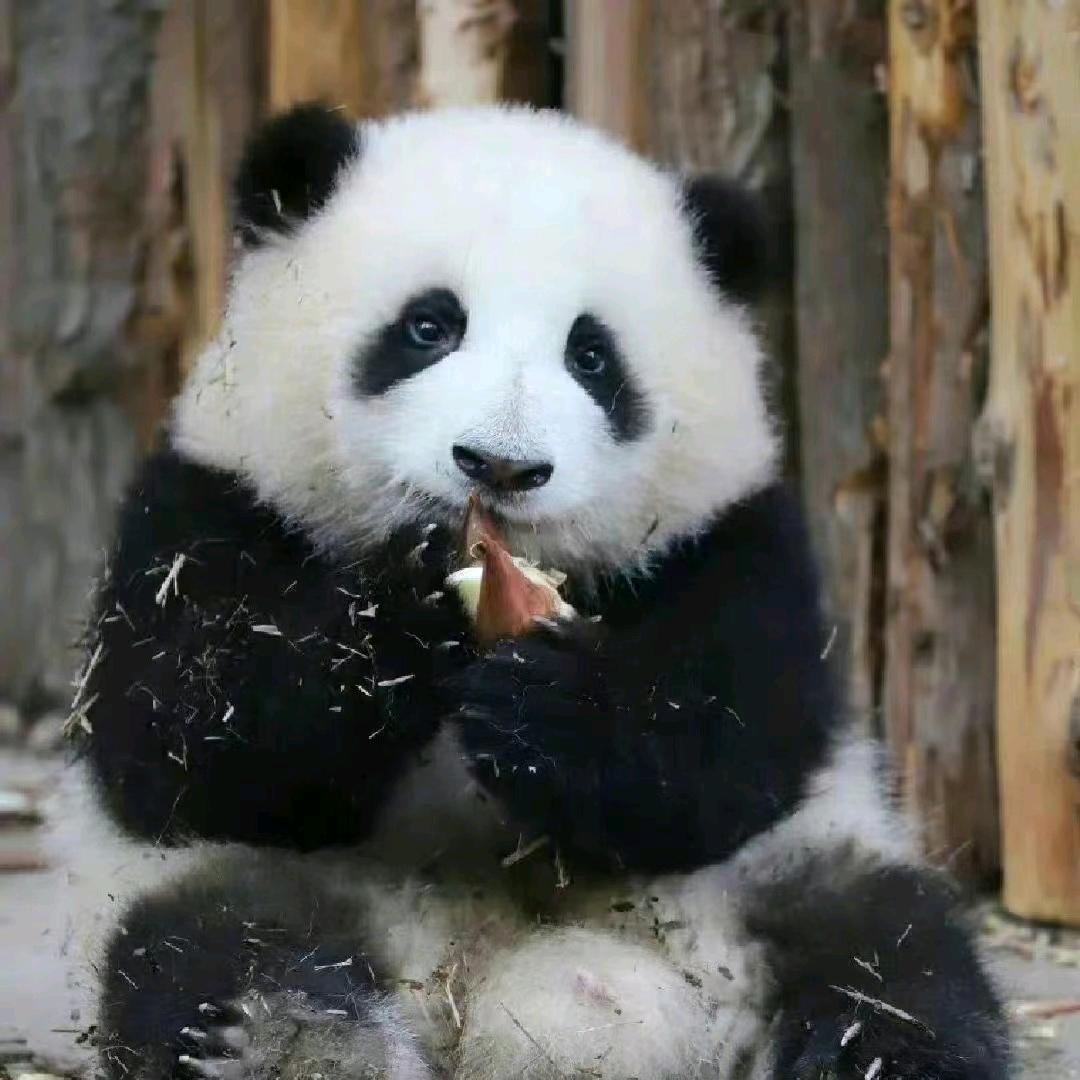 阿凤
