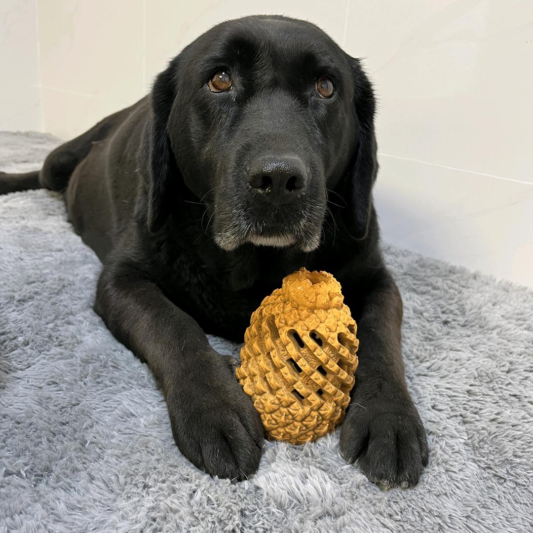 小九家宠物用品店