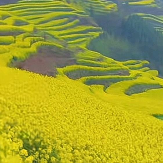一条小锦鲤