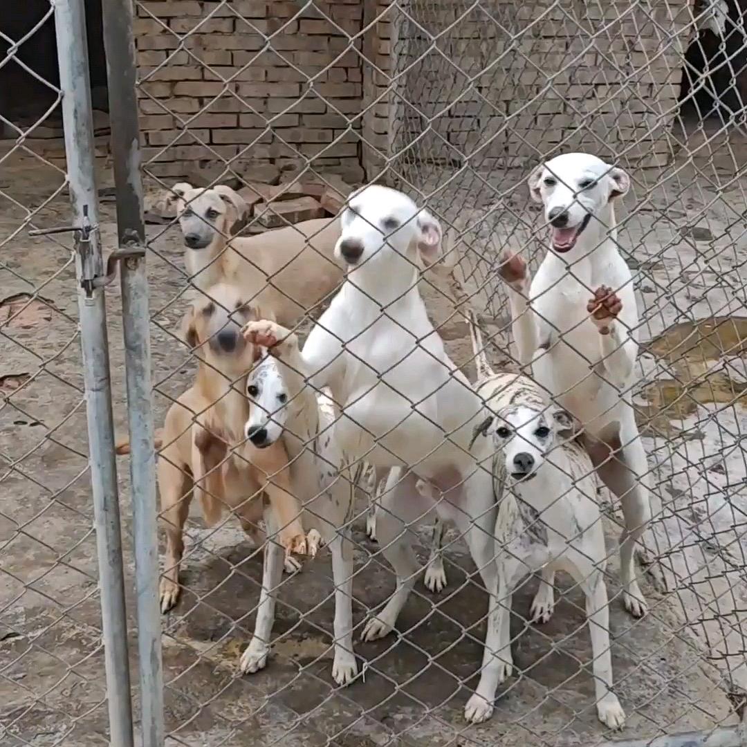 临潼区油槐宠爱犬业 飞哥