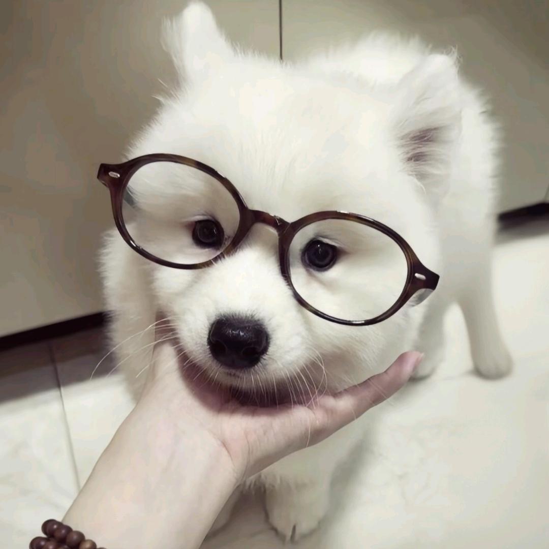 邪恶排骨