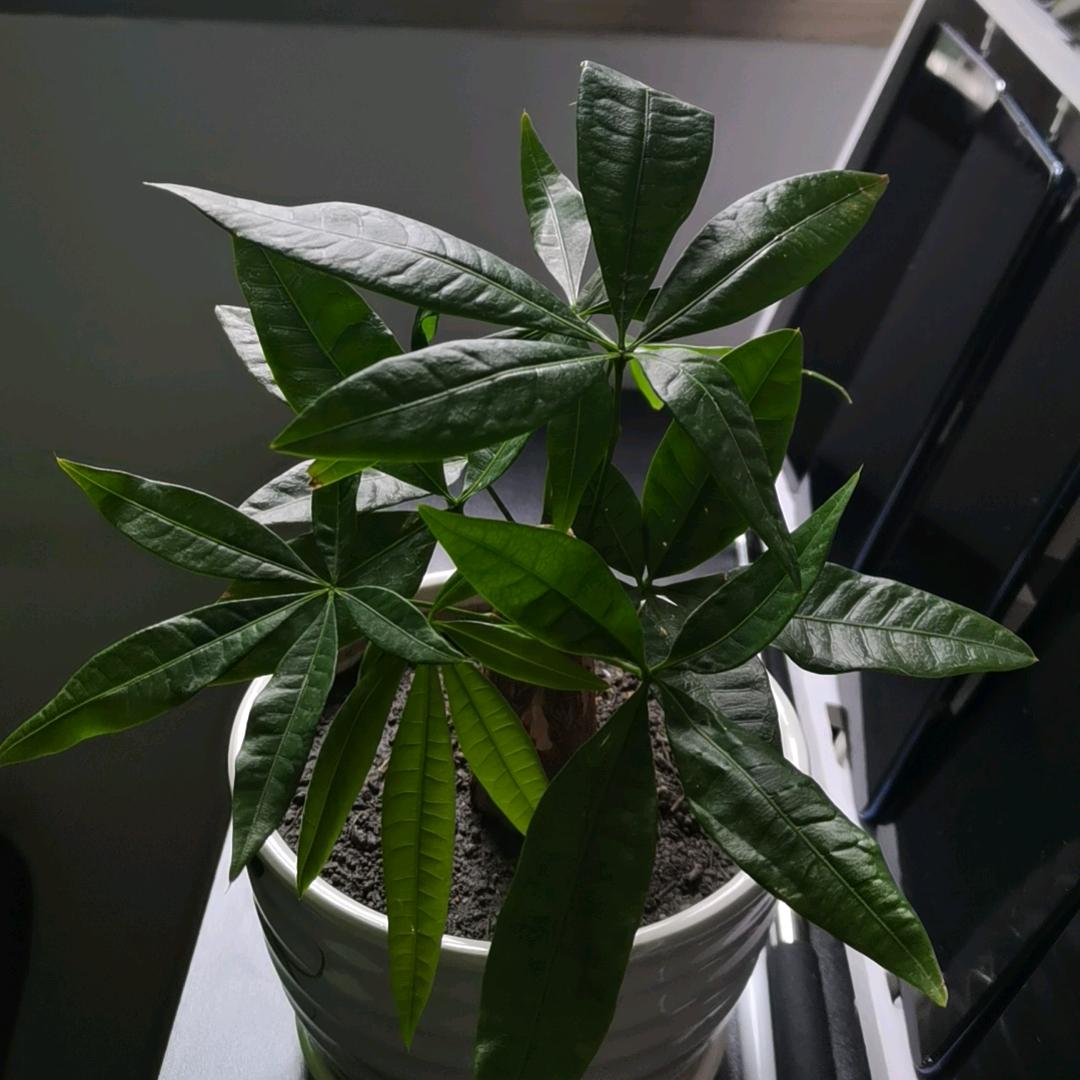 秋秋
