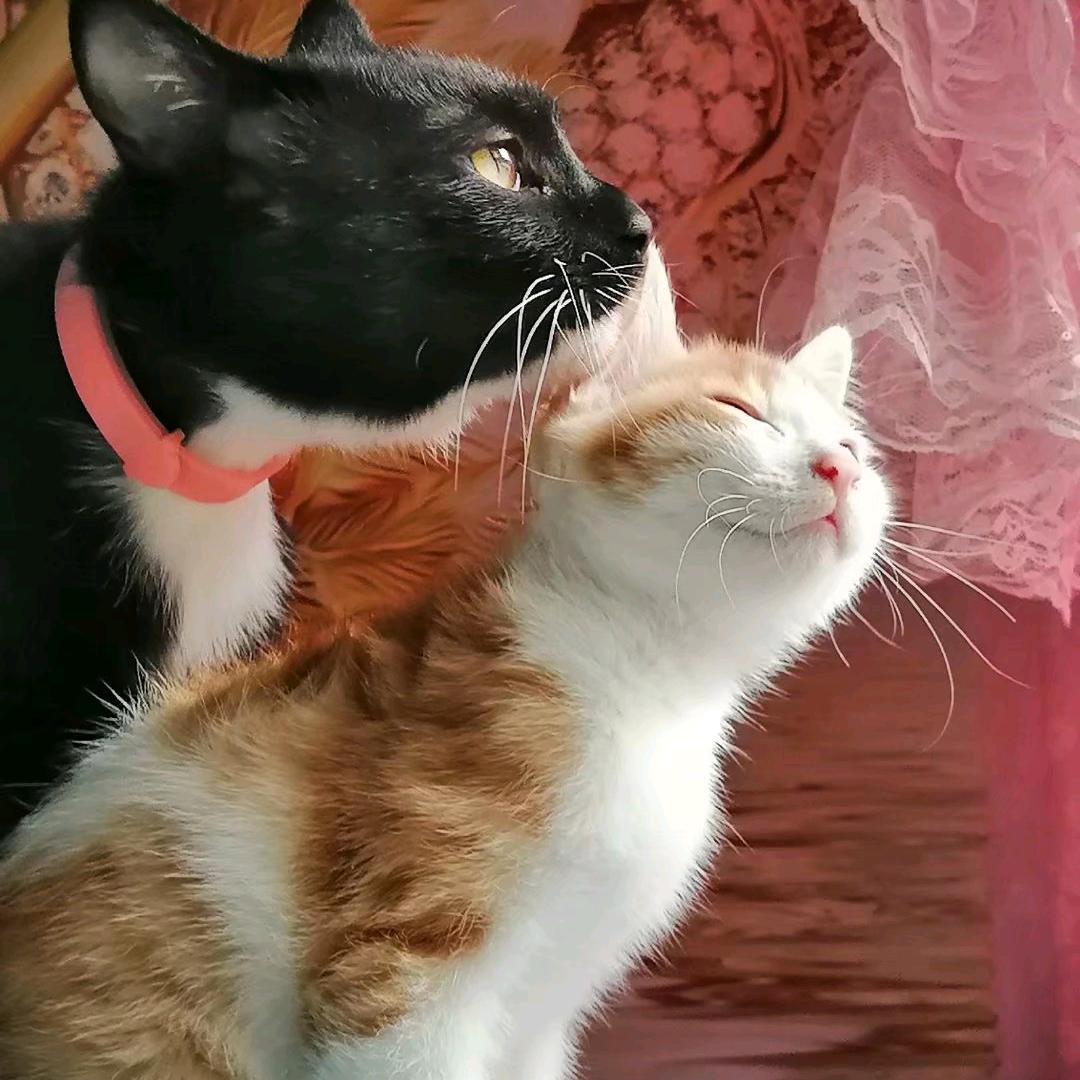 猫助理（18:40开播）